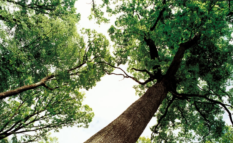 Forêt